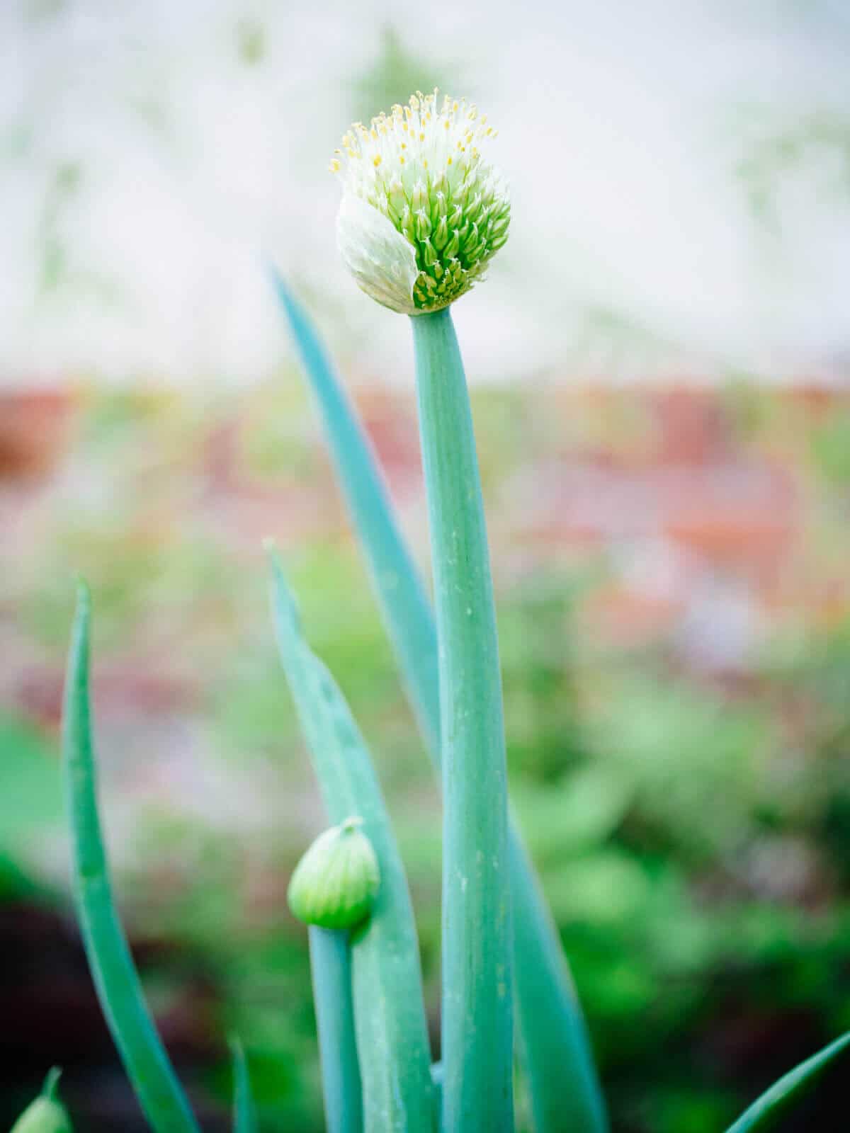 Bloomin' onion: why some onions have flowers