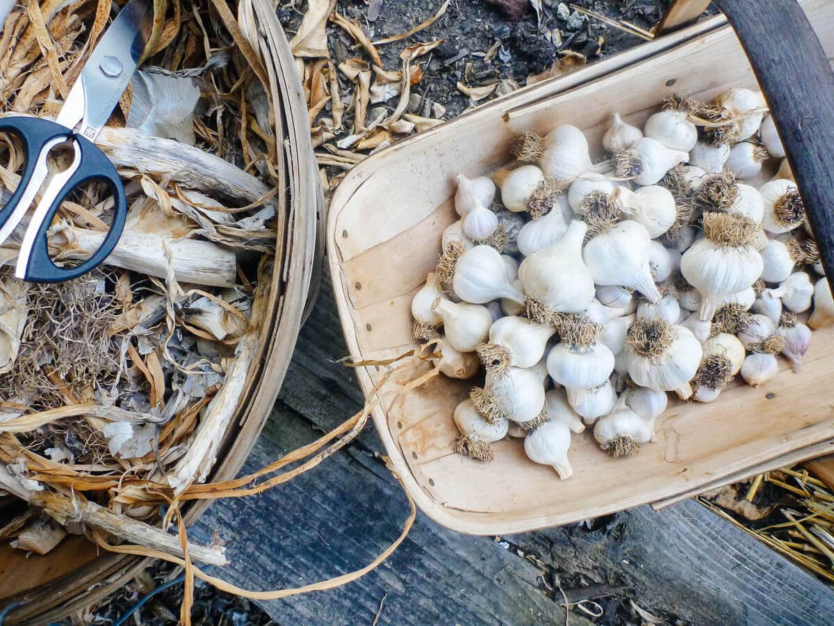 Fully cured, cleaned and trimmed garlic
