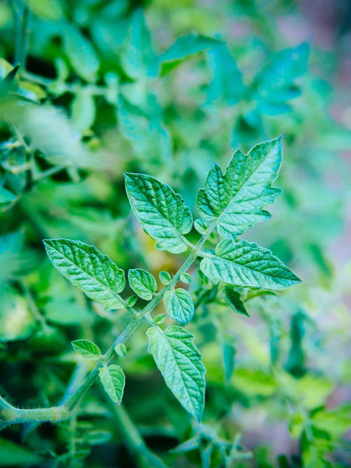 Can you eat tomato leaves? The answer will surprise you