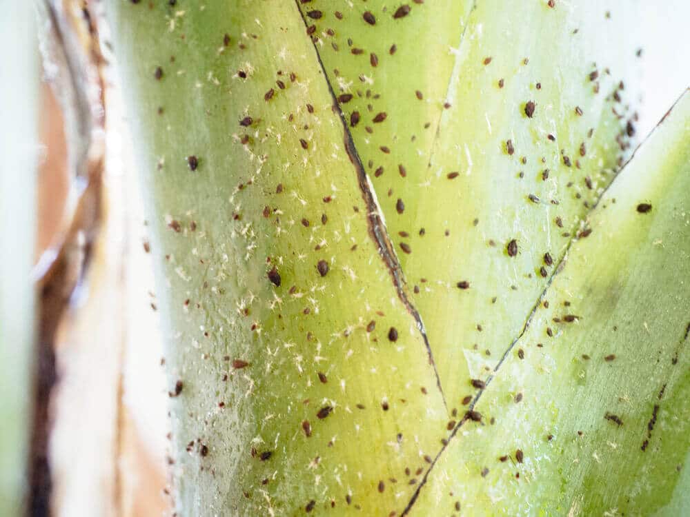Make your own insecticidal soap for natural pest control