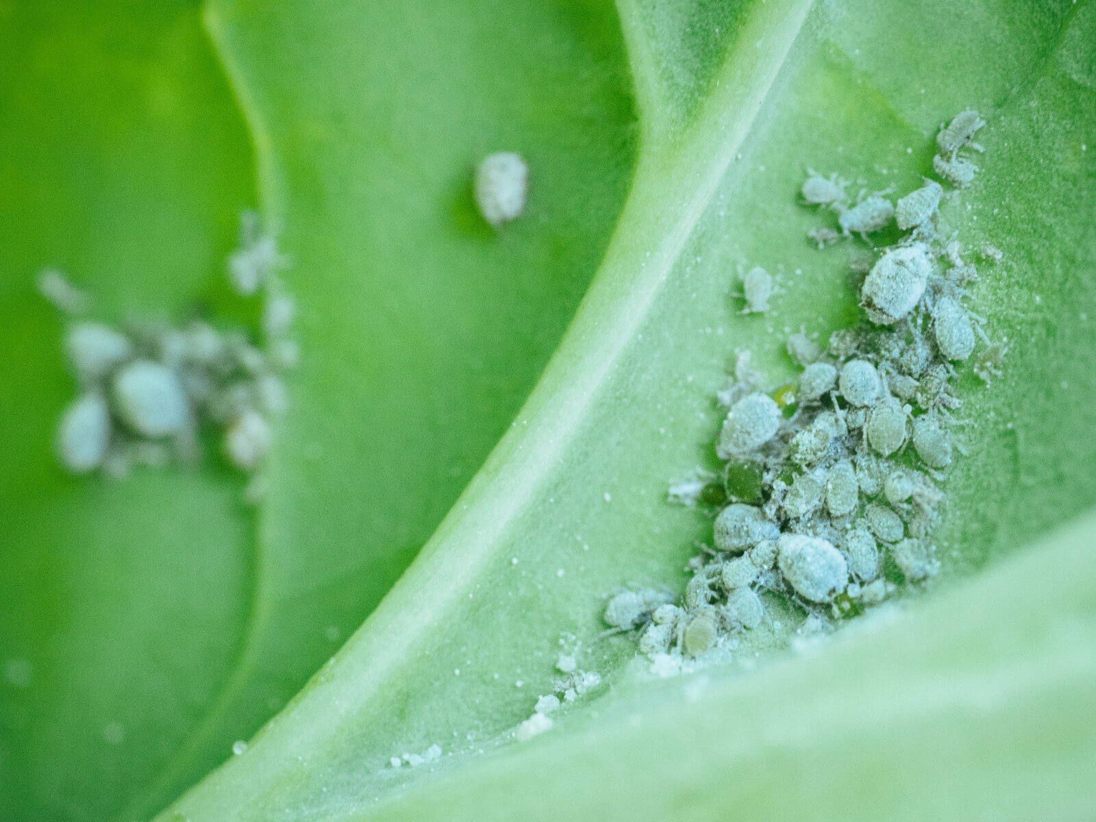 Aphids like to hide on the undersides of leaves