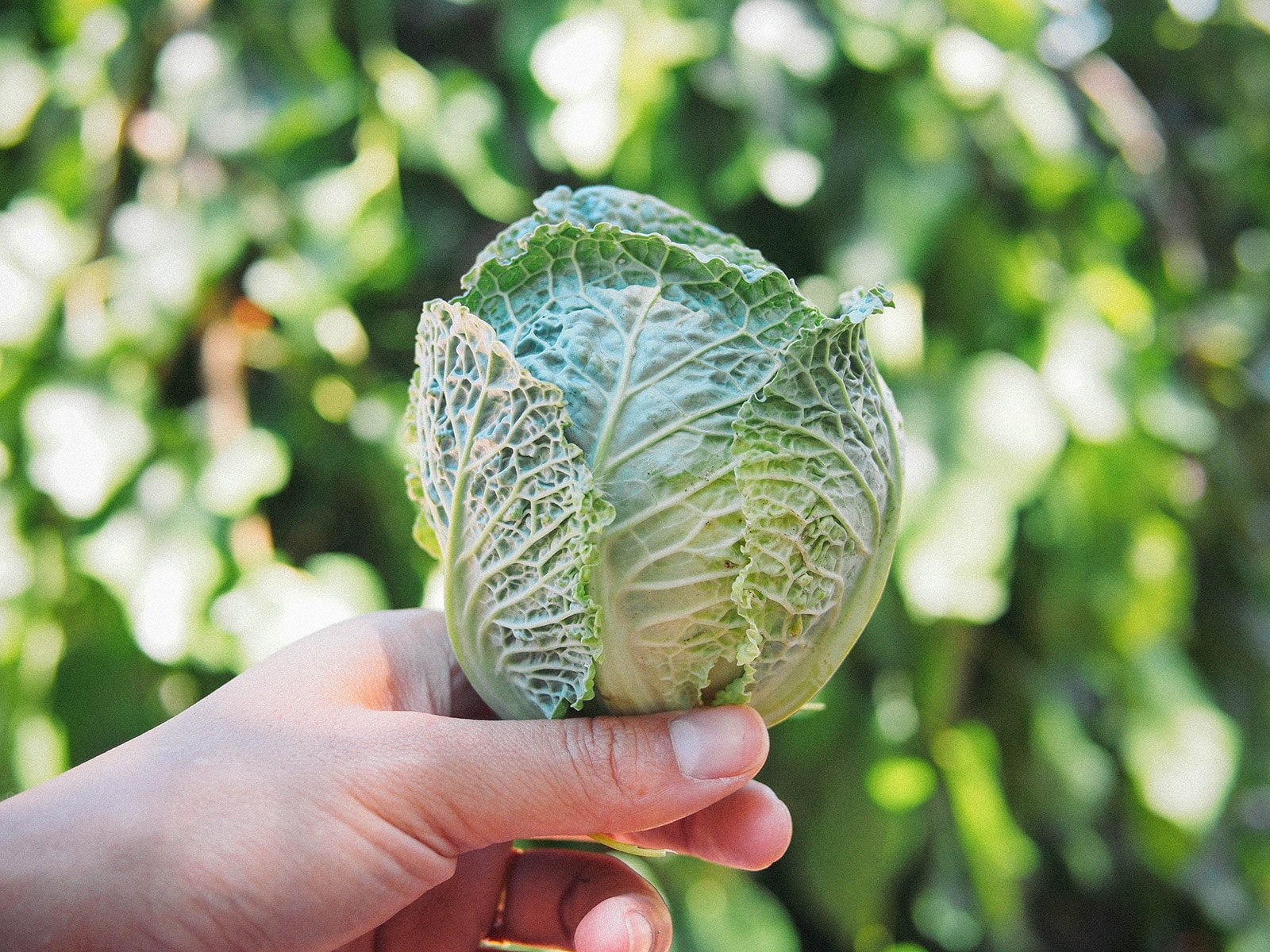 Top tips for taking care of a garden while traveling