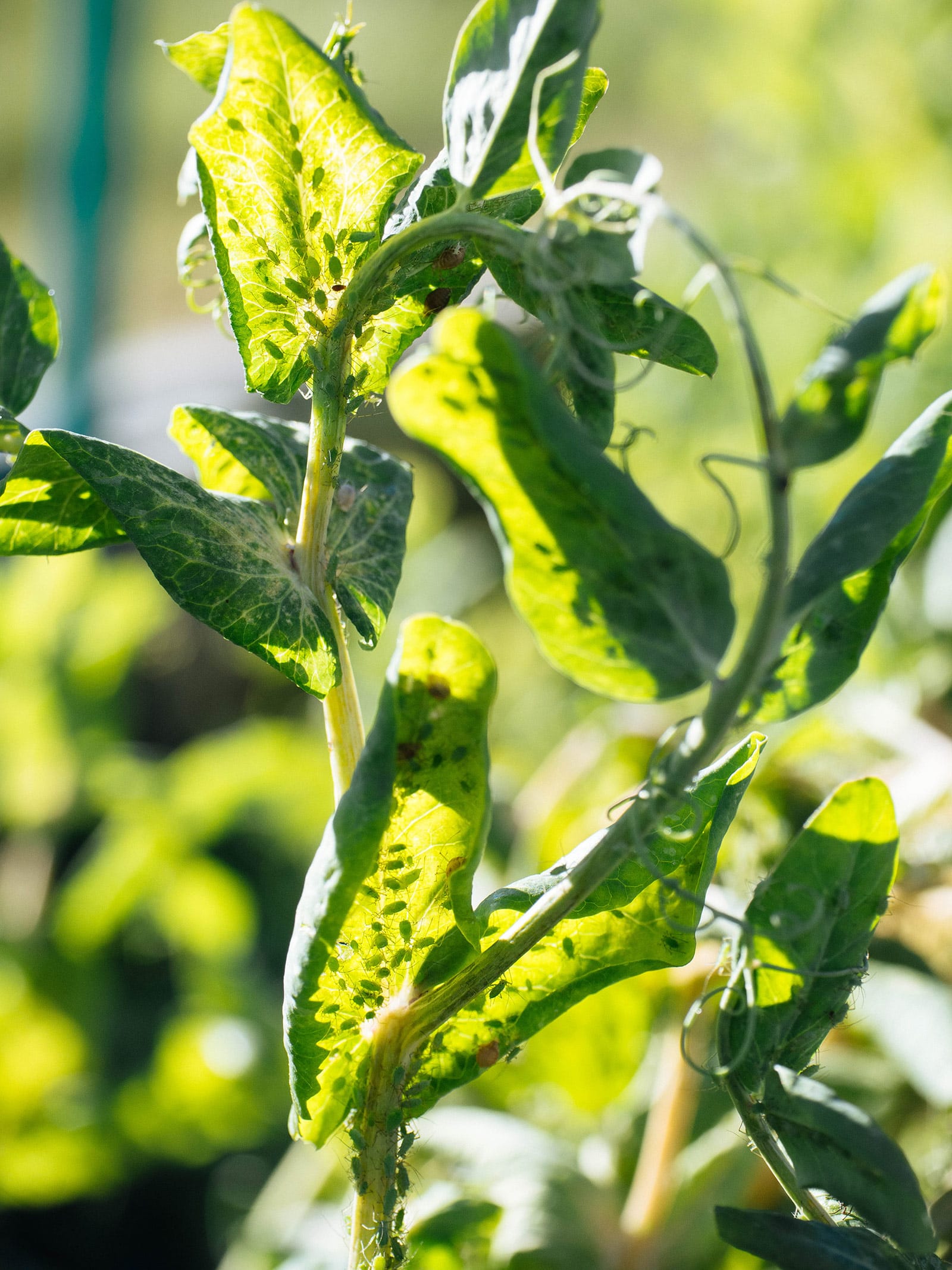 A pea vine with a large infestation of green aphids on the leaves